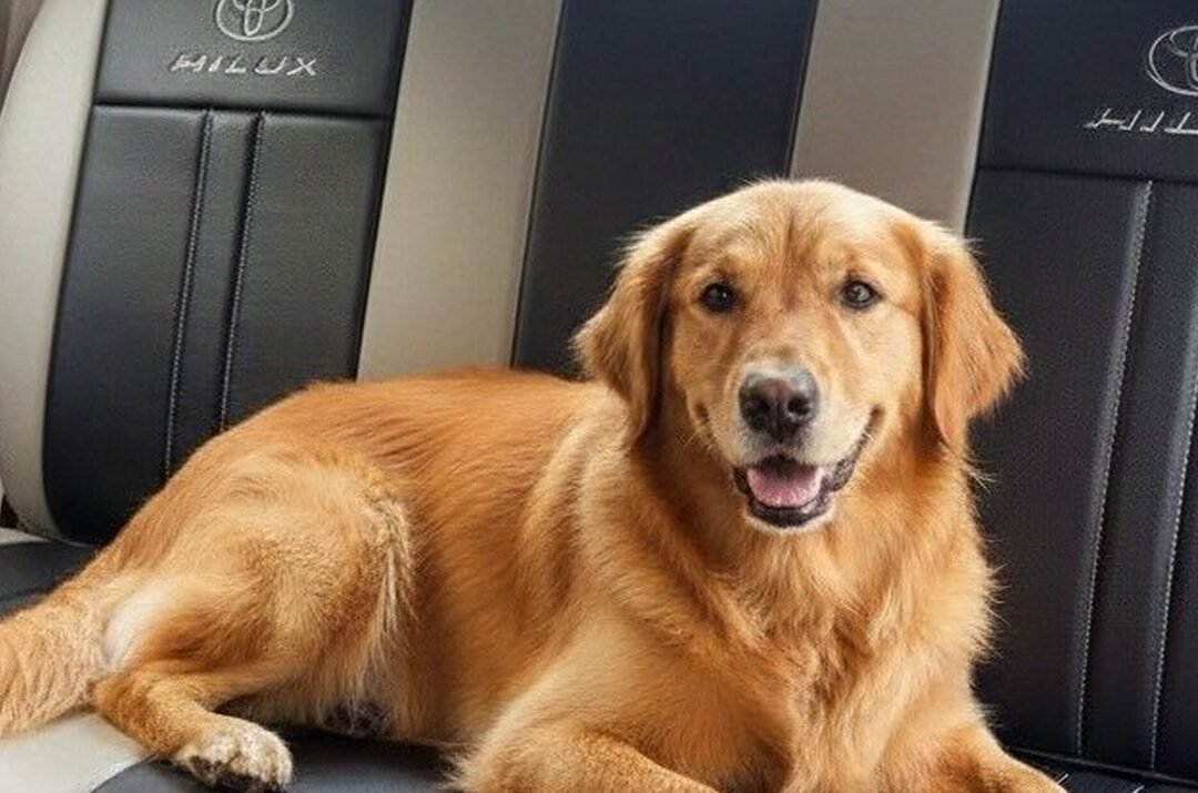 Pet-Friendly Car Seat Covers for Dog Owners in Pampanga